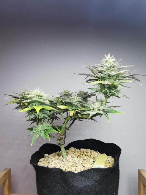 Pablo Escobar auto / FC-E4800 /90x60x140. Week 8