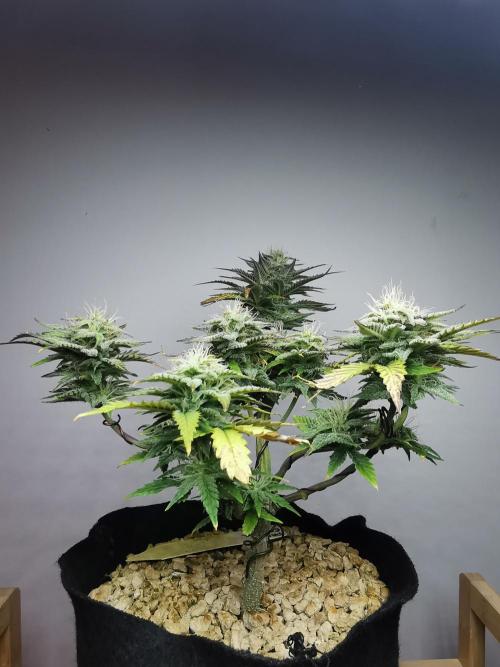 Pablo Escobar auto / FC-E4800 /90x60x140. Week 8