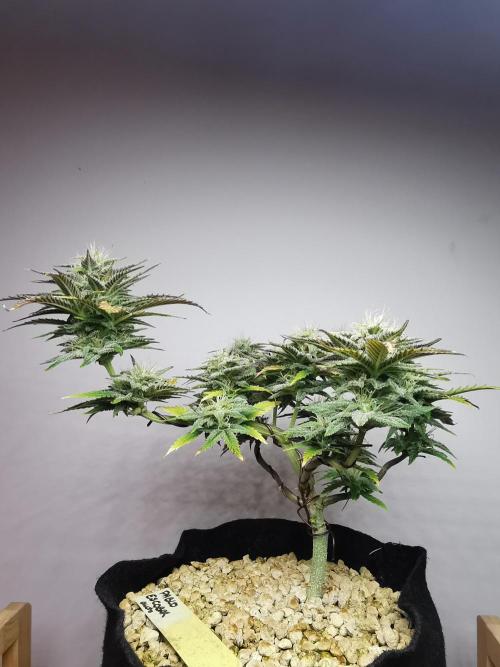 Pablo Escobar auto / FC-E4800 /90x60x140. Week 8