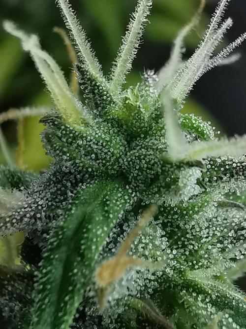 Devil XL auto / FC-E4800 / 90x60x140. Week 8
