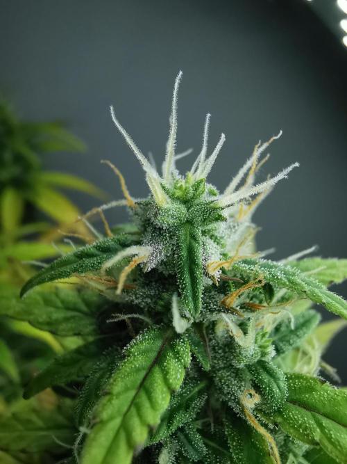 Devil XL auto / FC-E4800 / 90x60x140. Week 8