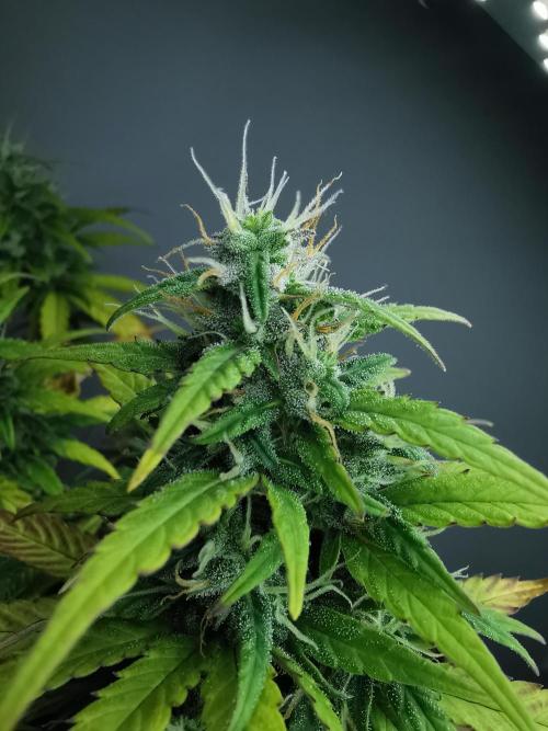 Devil XL auto / FC-E4800 / 90x60x140. Week 8