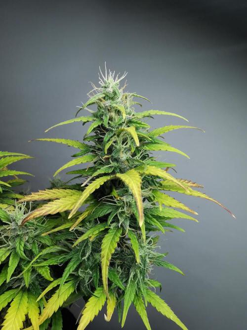 Devil XL auto / FC-E4800 / 90x60x140. Week 8