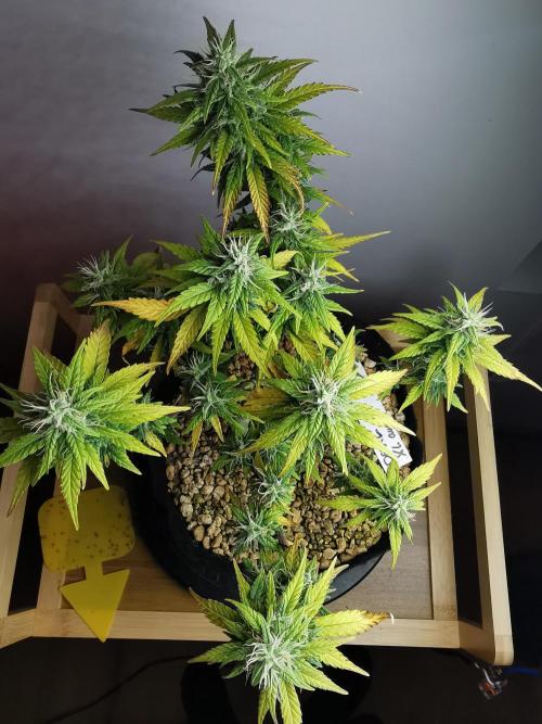 Devil XL auto / FC-E4800 / 90x60x140. Week 8