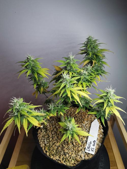 Devil XL auto / FC-E4800 / 90x60x140. Week 8