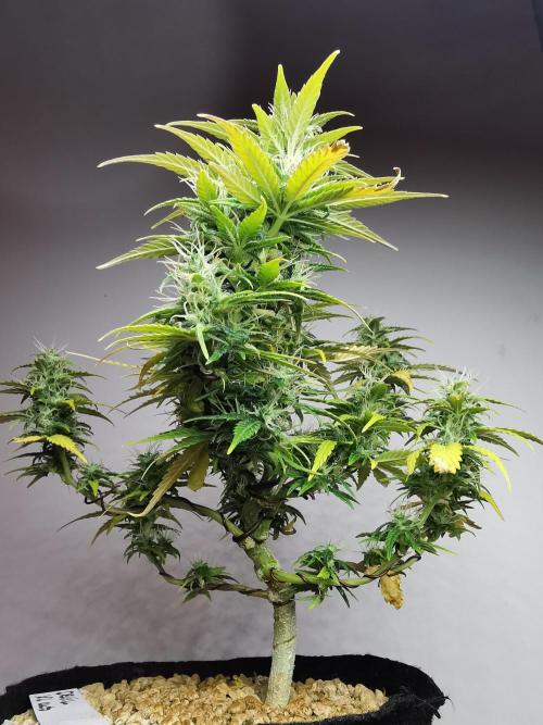 Devil XL auto / FC-E4800 / 90x60x140. Week 8