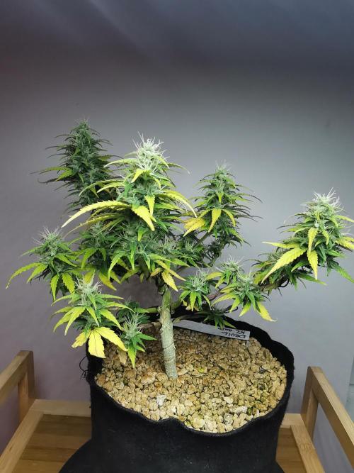 Devil XL auto / FC-E4800 / 90x60x140. Week 8