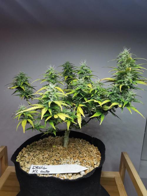 Devil XL auto / FC-E4800 / 90x60x140. Week 8