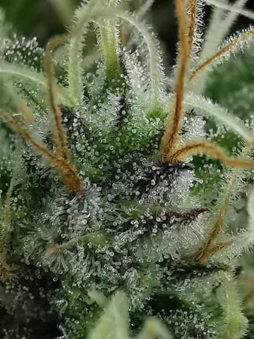 Moon Rock auto / 90x60x140 / FC-E4800. Week 8