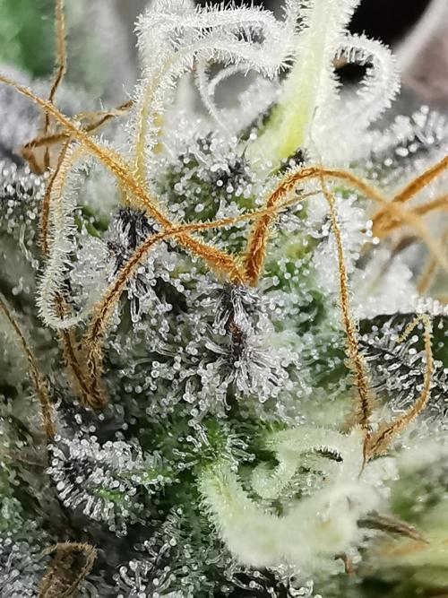 Moon Rock auto / 90x60x140 / FC-E4800. Week 8