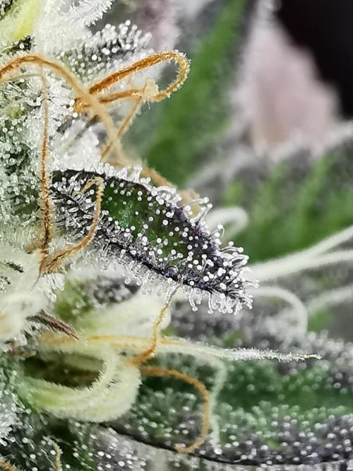 Moon Rock auto / 90x60x140 / FC-E4800. Week 8