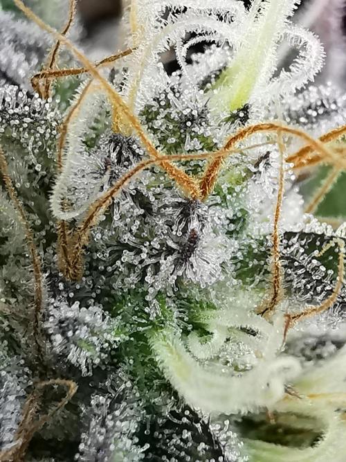 Moon Rock auto / 90x60x140 / FC-E4800. Week 8