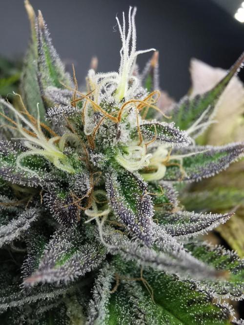 Moon Rock auto / 90x60x140 / FC-E4800. Week 8