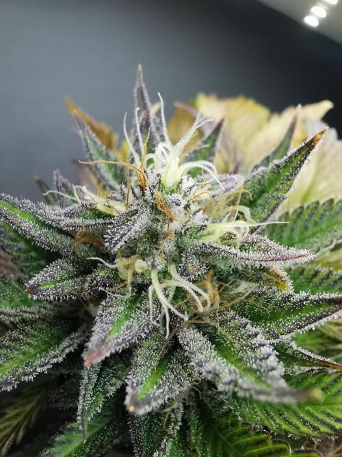 Moon Rock auto / 90x60x140 / FC-E4800. Week 8