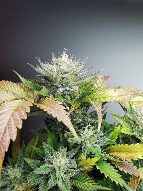 Moon Rock auto / 90x60x140 / FC-E4800. Week 8
