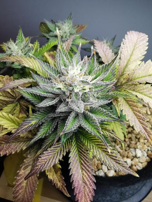 Moon Rock auto / 90x60x140 / FC-E4800. Week 8