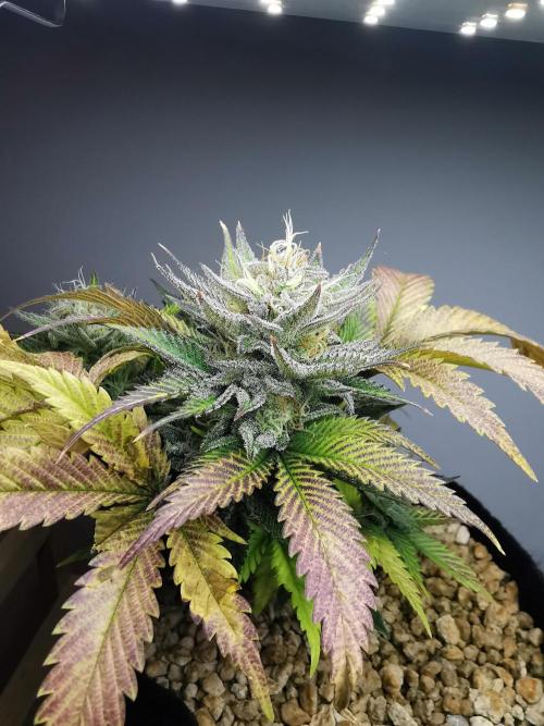 Moon Rock auto / 90x60x140 / FC-E4800. Week 8