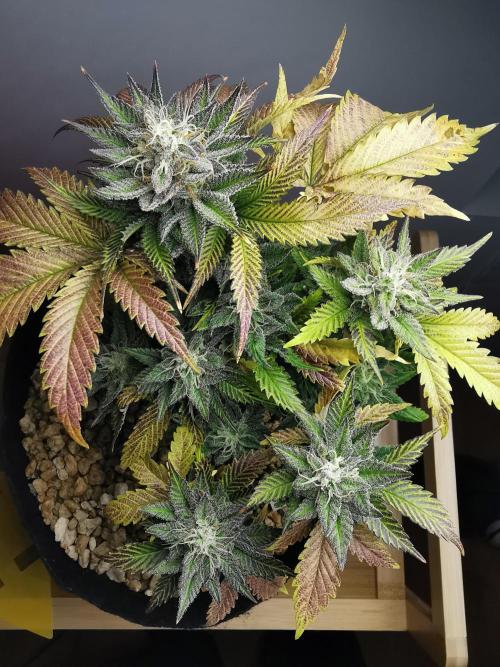Moon Rock auto / 90x60x140 / FC-E4800. Week 8