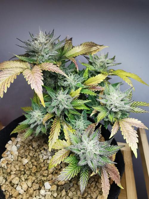 Moon Rock auto / 90x60x140 / FC-E4800. Week 8