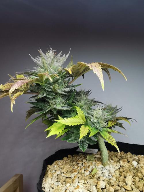 Moon Rock auto / 90x60x140 / FC-E4800. Week 8