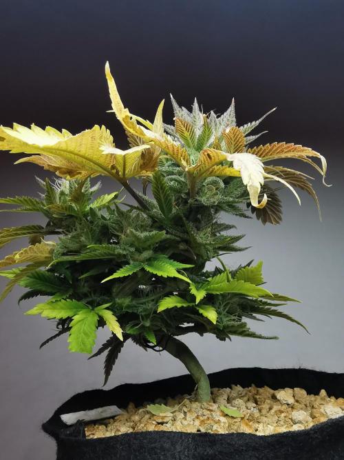 Moon Rock auto / 90x60x140 / FC-E4800. Week 8