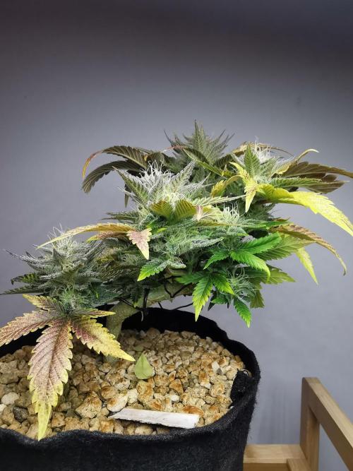 Moon Rock auto / 90x60x140 / FC-E4800. Week 8