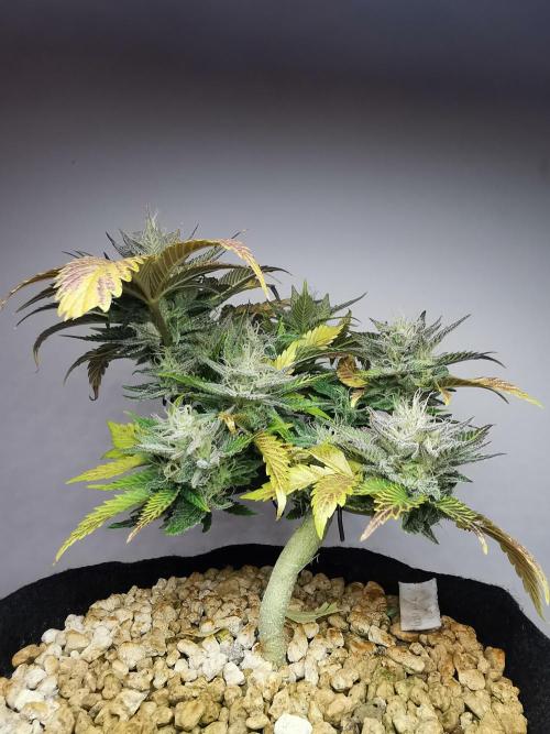 Moon Rock auto / 90x60x140 / FC-E4800. Week 8