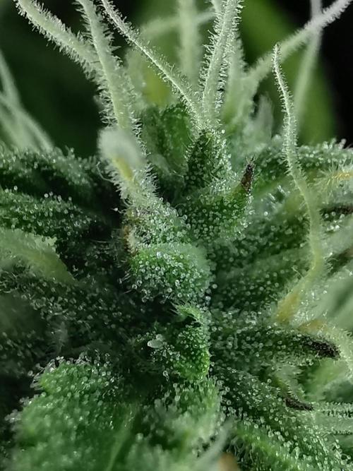 Northern Light auto/ FC-E4800/ 90x60x140. Week 8