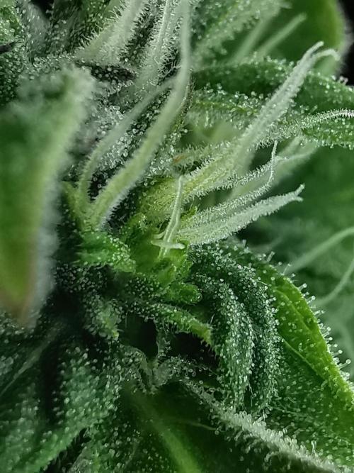 Northern Light auto/ FC-E4800/ 90x60x140. Week 8