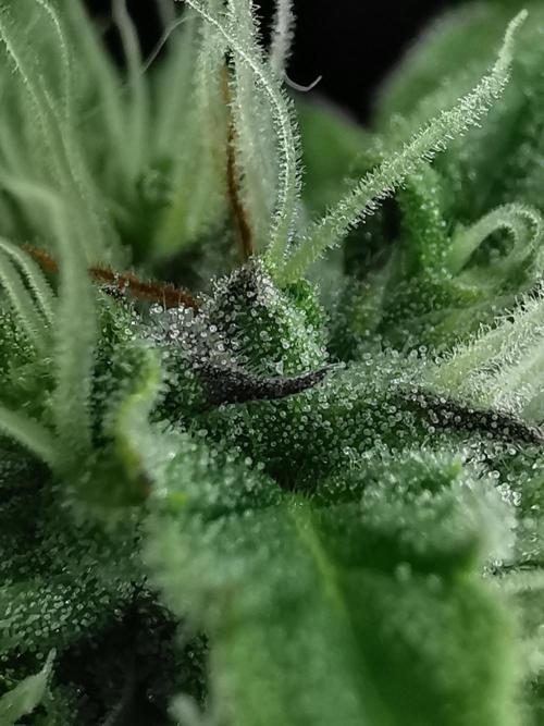 Northern Light auto/ FC-E4800/ 90x60x140. Week 8