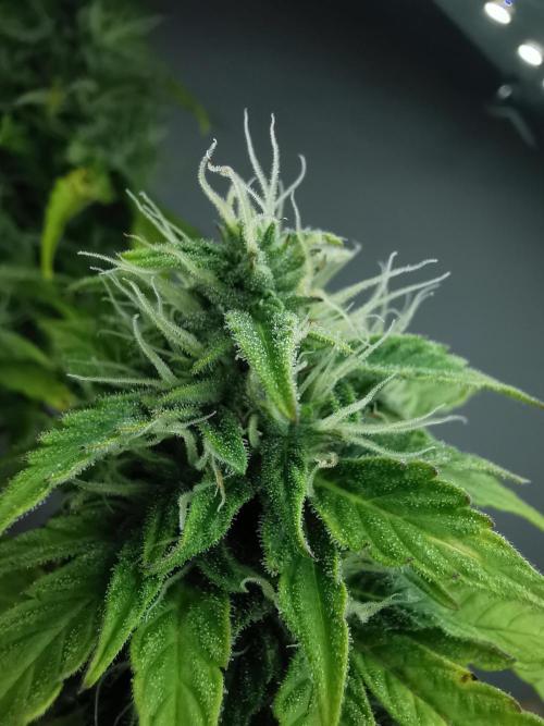 Northern Light auto/ FC-E4800/ 90x60x140. Week 8