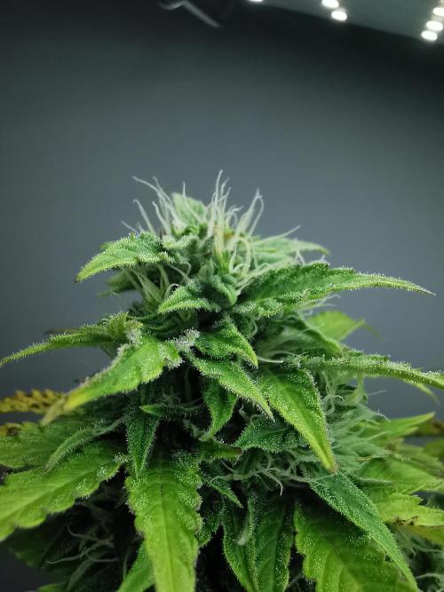 Northern Light auto/ FC-E4800/ 90x60x140. Week 8