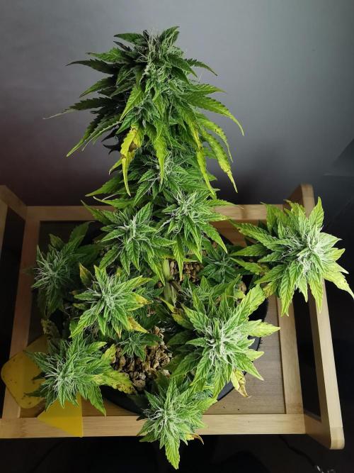 Northern Light auto/ FC-E4800/ 90x60x140. Week 8