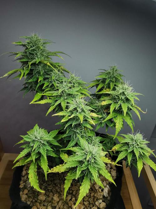 Northern Light auto/ FC-E4800/ 90x60x140. Week 8