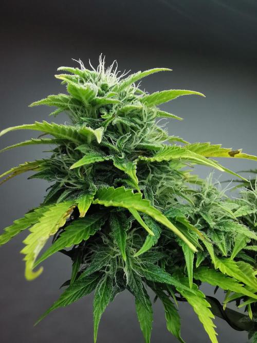 Northern Light auto/ FC-E4800/ 90x60x140. Week 8