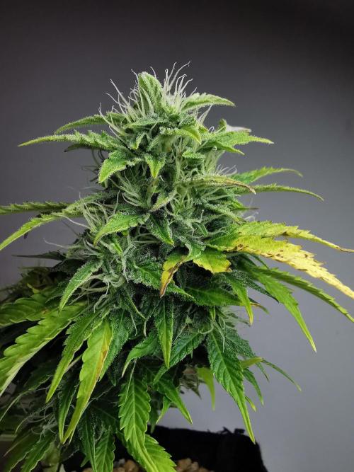 Northern Light auto/ FC-E4800/ 90x60x140. Week 8
