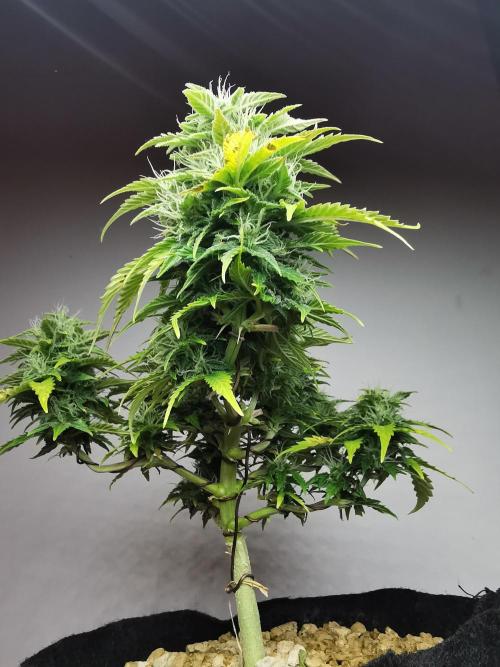 Northern Light auto/ FC-E4800/ 90x60x140. Week 8