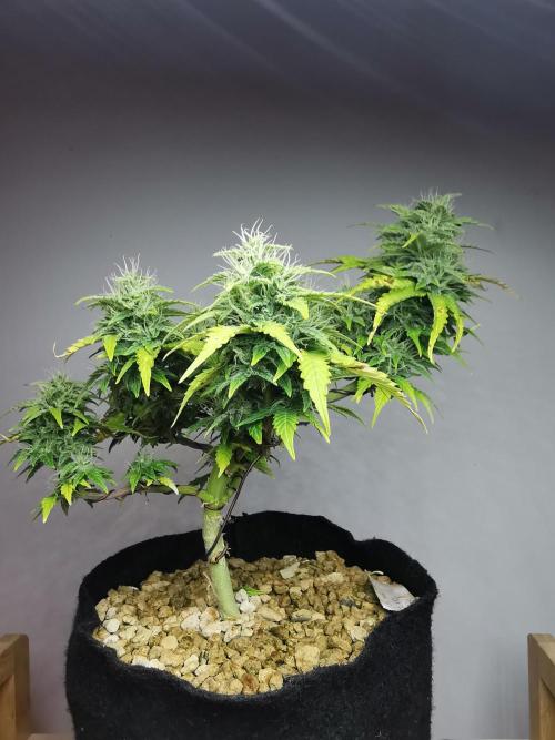 Northern Light auto/ FC-E4800/ 90x60x140. Week 8