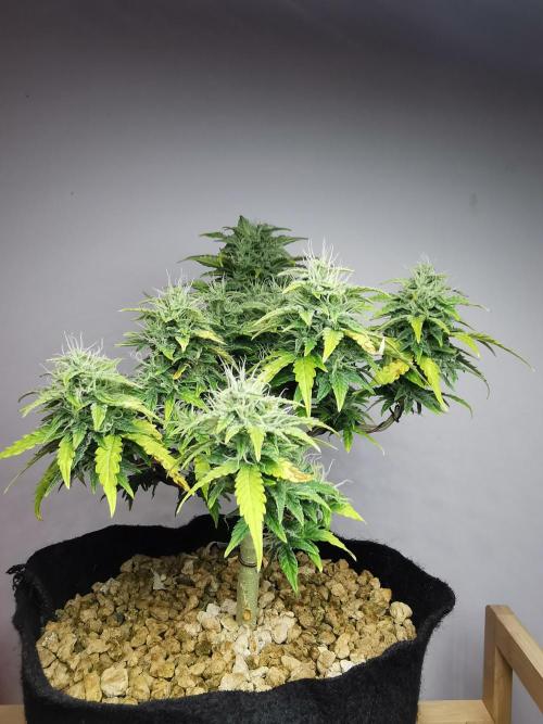 Northern Light auto/ FC-E4800/ 90x60x140. Week 8