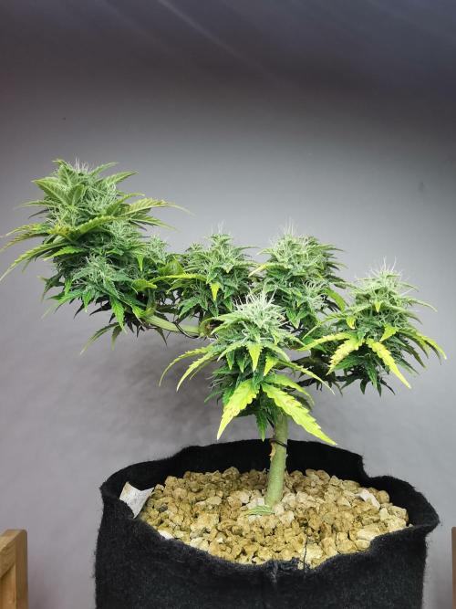 Northern Light auto/ FC-E4800/ 90x60x140. Week 8