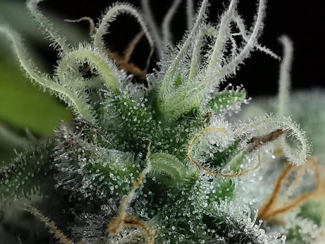 Fractal auto / FC-E4800 / 90x60x140. Week 8