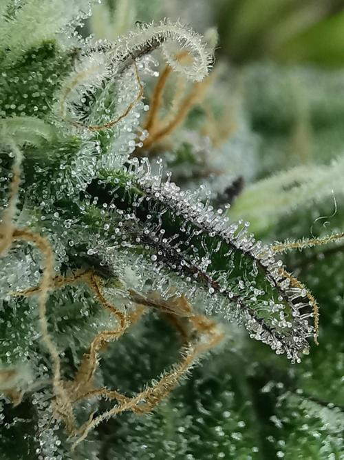 Fractal auto / FC-E4800 / 90x60x140. Week 8