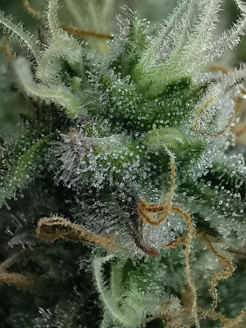 Fractal auto / FC-E4800 / 90x60x140. Week 8
