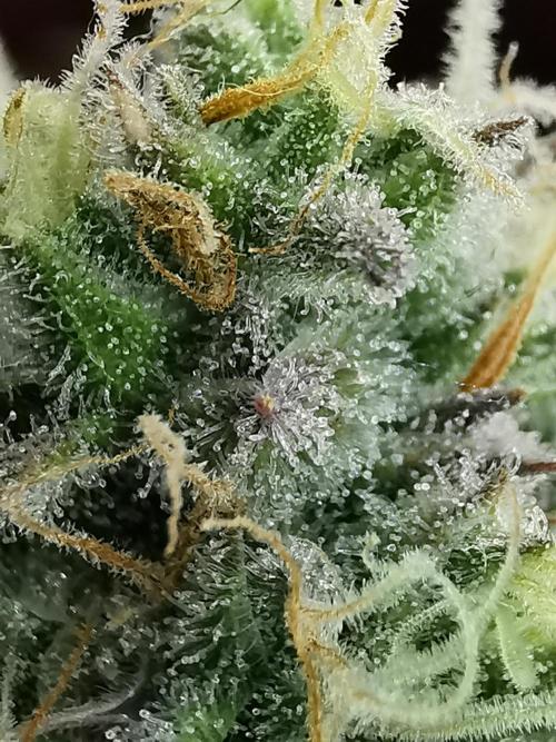 Fractal auto / FC-E4800 / 90x60x140. Week 8