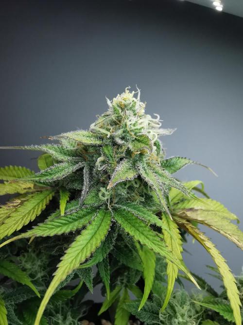 Fractal auto / FC-E4800 / 90x60x140. Week 8
