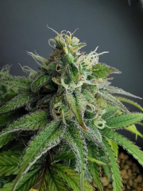 Fractal auto / FC-E4800 / 90x60x140. Week 8