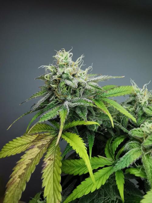 Fractal auto / FC-E4800 / 90x60x140. Week 8