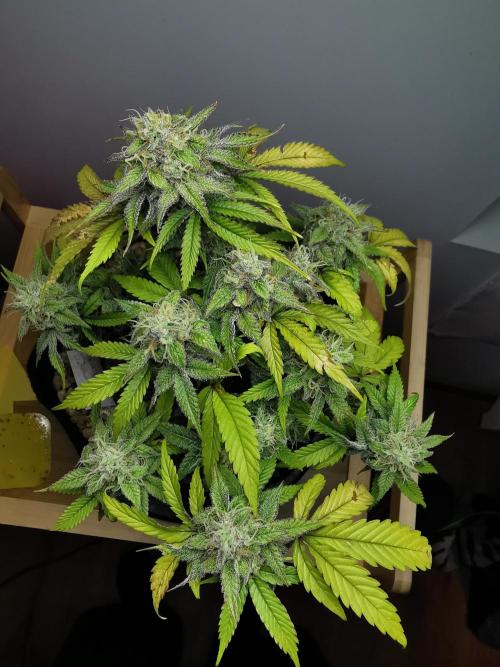 Fractal auto / FC-E4800 / 90x60x140. Week 8