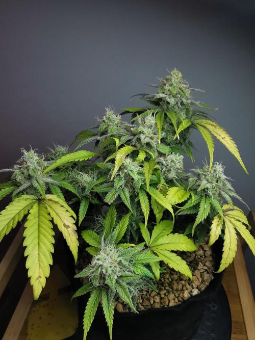 Fractal auto / FC-E4800 / 90x60x140. Week 8