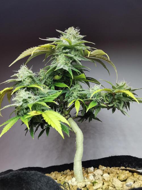 Fractal auto / FC-E4800 / 90x60x140. Week 8